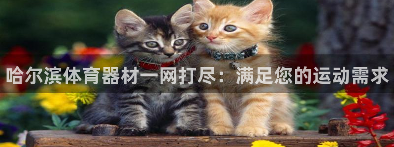 耀世平台注册链接怎么打开：哈尔滨体育器材一网打尽：满